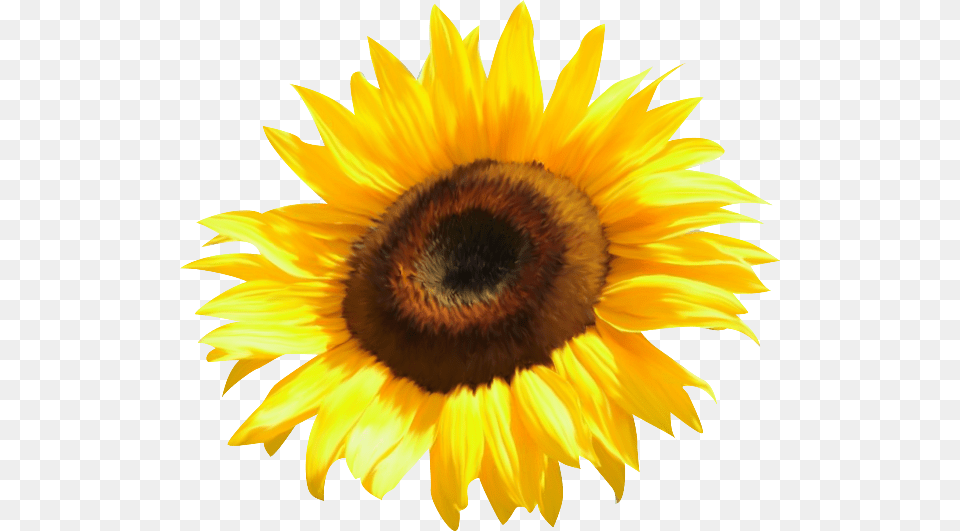 Common Sunflower Clip Art, Flower, Plant, Animal, Bee Free Png Download