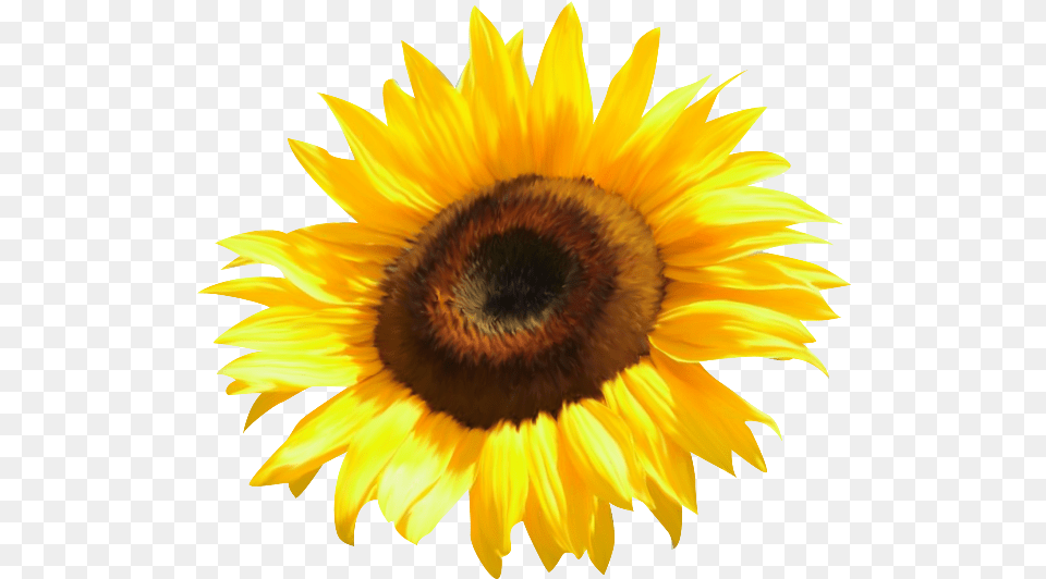 Common Sunflower Clip Art Watercolor Transparent Watercolor Sunflower, Flower, Plant, Animal, Bee Png