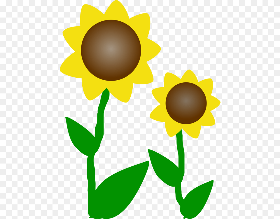 Common Sunflower Document Computer, Flower, Plant, Daisy, Petal Free Transparent Png