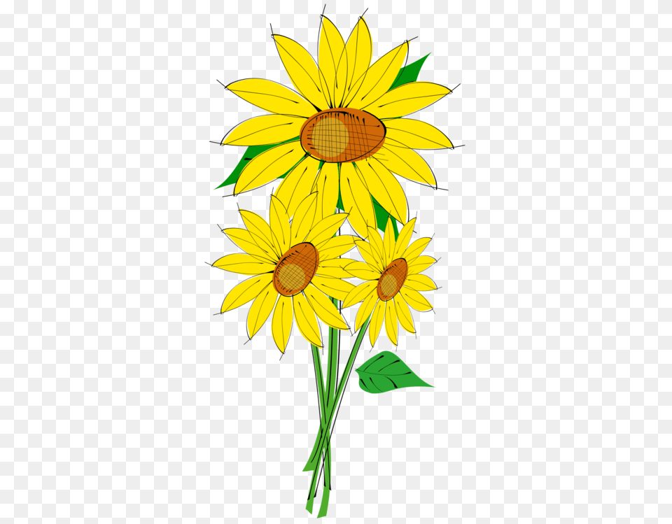 Common Sunflower Download Drawing Computer Icons, Flower, Plant, Daisy Png