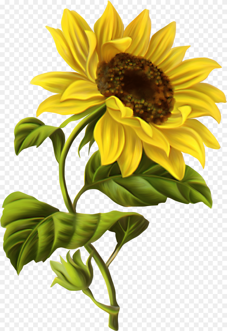 Common Sunflower Drawing Botanical Sunflower Drawing, Flower, Plant Free Png Download