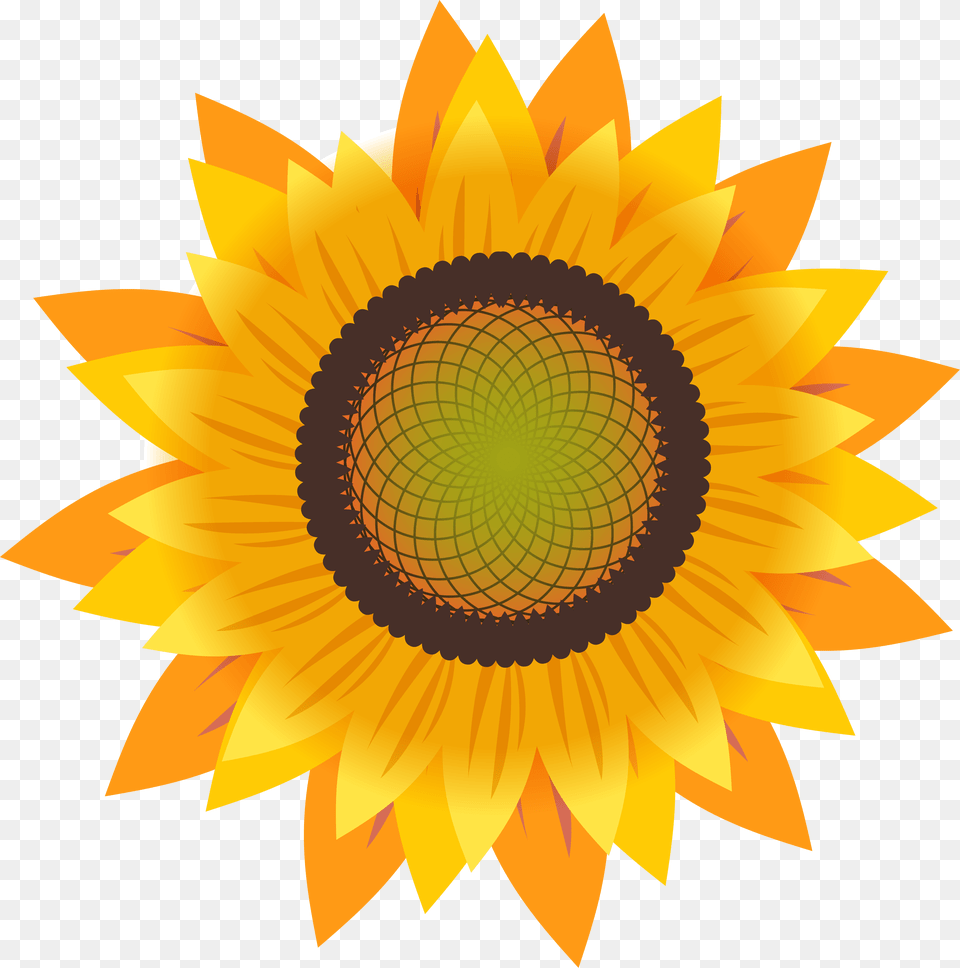 Common Sunflower Drawing Sunflower Seed, Flower, Plant, Dynamite, Weapon Free Png Download