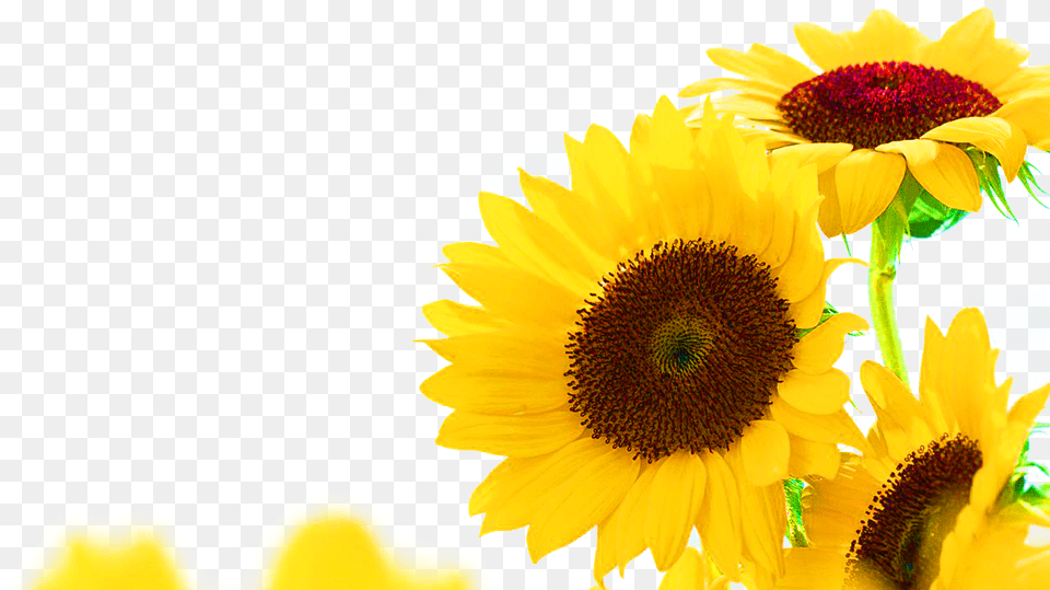 Common Sunflower Jerusalem Artichoke Sunflower Seed Corner Transparent Sunflower Border, Flower, Plant Png Image