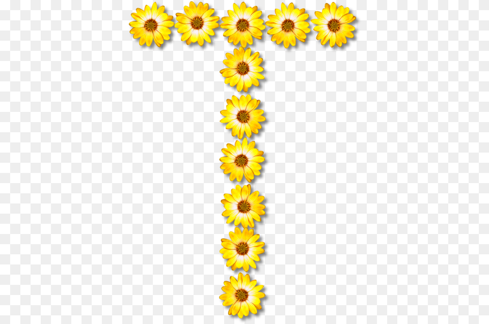 Common Sunflower Letter Daisy Family Petal Daisy Flower Alphabet, Plant Free Png