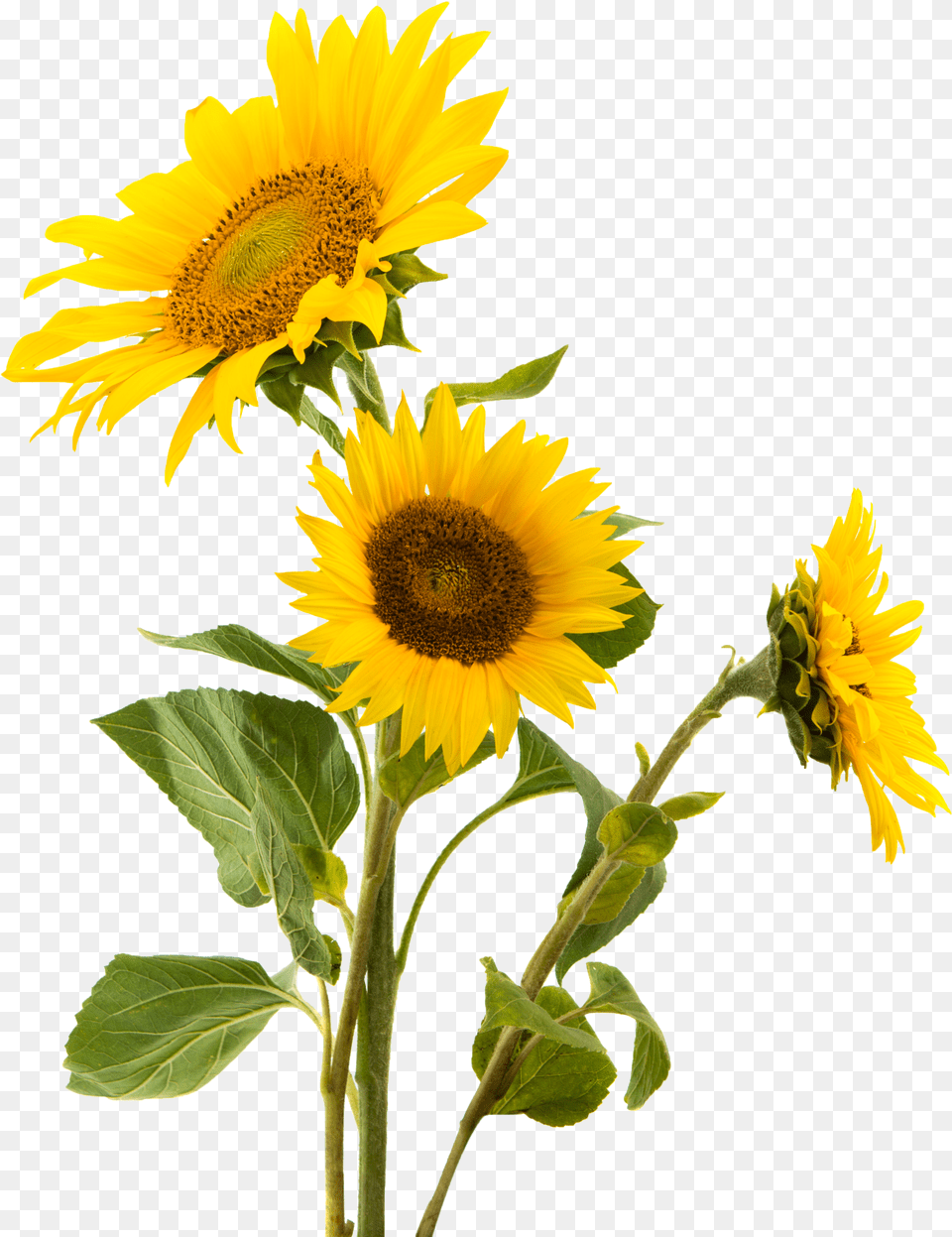 Common Sunflower Nut Gluten Snack Transparent Background Sunflower Photo Free Png Download