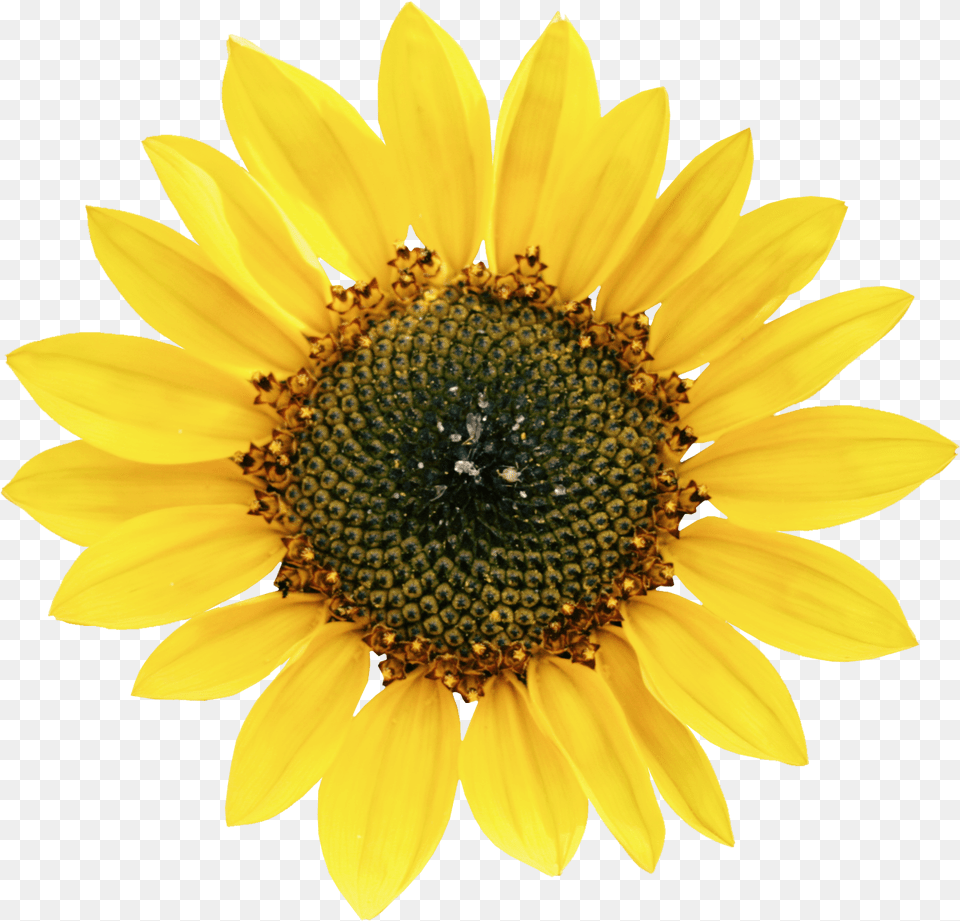 Common Sunflower Petal Seed Sunflower, Flower, Plant, Daisy Png Image