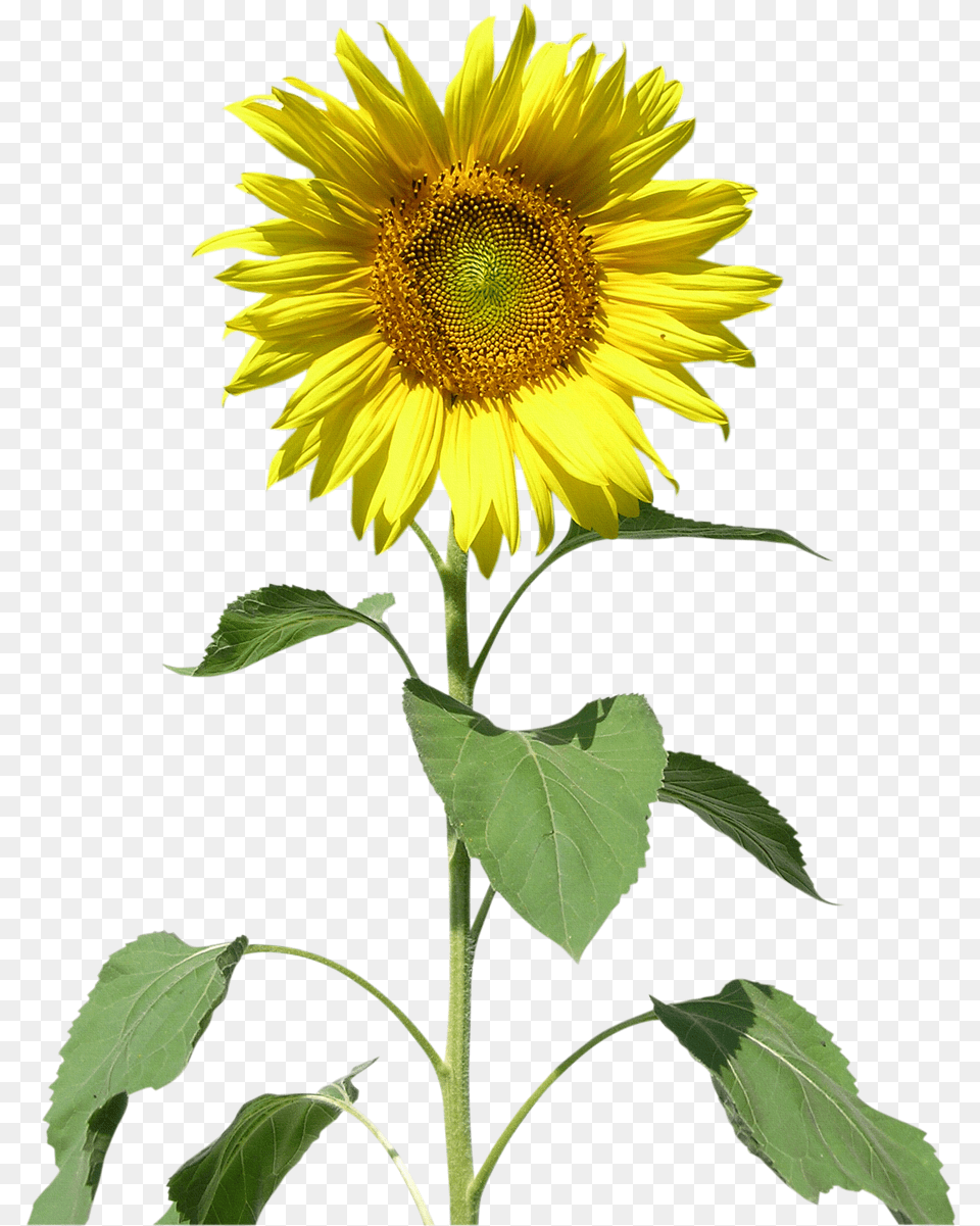 Common Sunflower Sunflowers Clip Art Sunflower, Flower, Plant Free Png Download