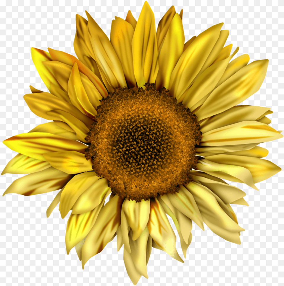 Common Sunflower Watercolor Colourful Watercolor Sunflower, Flower, Plant, Daisy Png