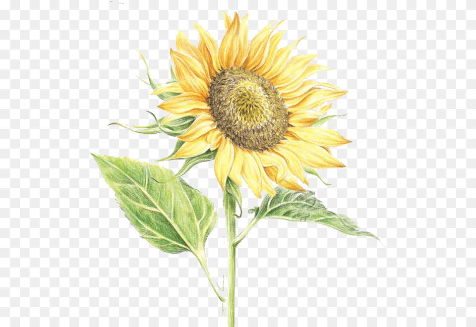 Common Sunflower Watercolor Painting, Flower, Plant, Animal, Bee Free Png