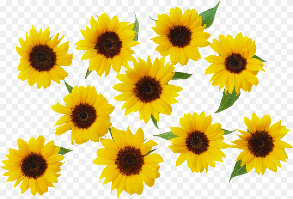 Common Sunflower Yellow Sunflower Background Yellow Sunflower, Flower, Plant Free Transparent Png