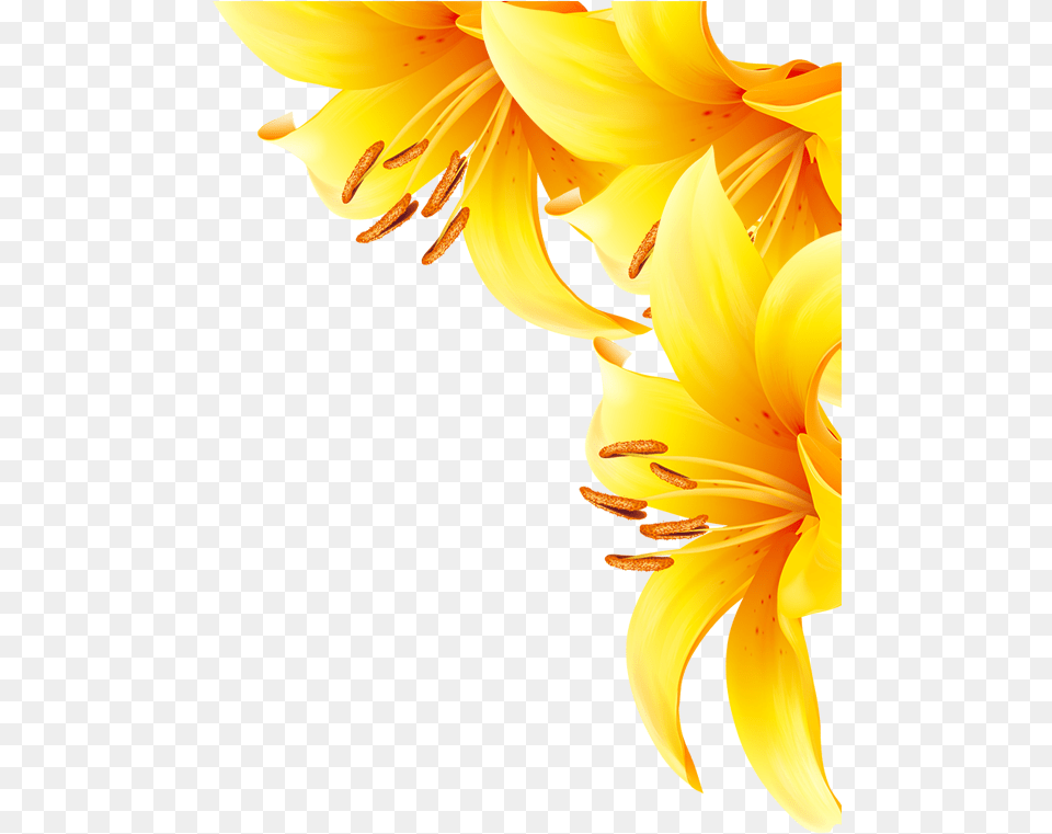Common Sunflower Yellow Sunflower, Flower, Plant, Lily, Anther Png