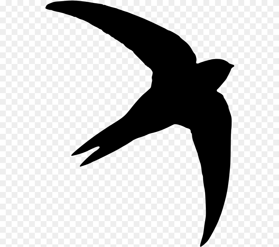 Common Swift Silhouette Photography Bird Swift Bird Swift Silhouette, Gray Png