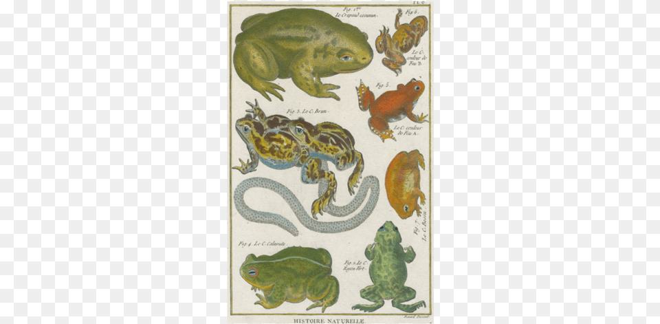 Common Toad Toad Engraving, Amphibian, Animal, Frog, Wildlife Png