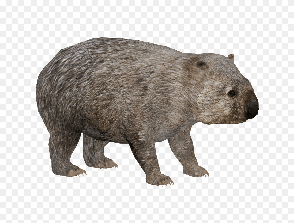 Common Wombat, Animal, Bear, Mammal, Wildlife Free Png Download