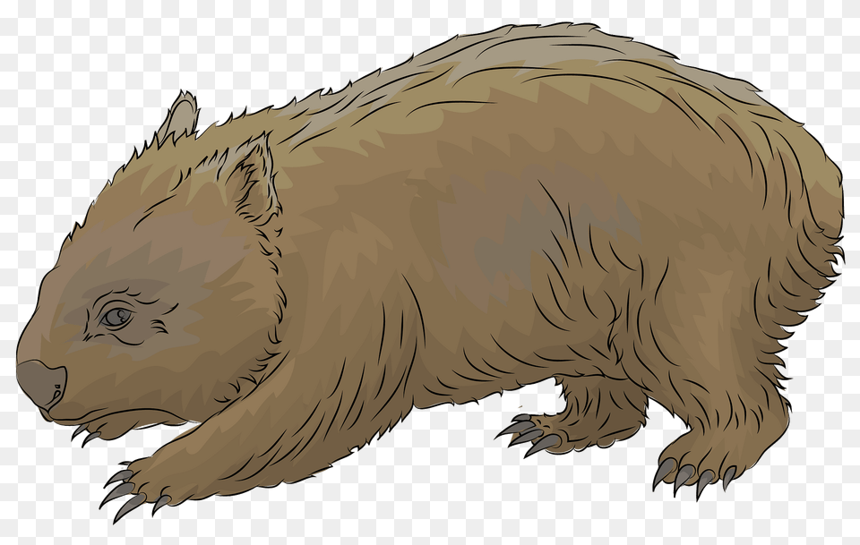 Common Wombat Clipart, Animal, Mammal, Wildlife, Fish Free Transparent Png