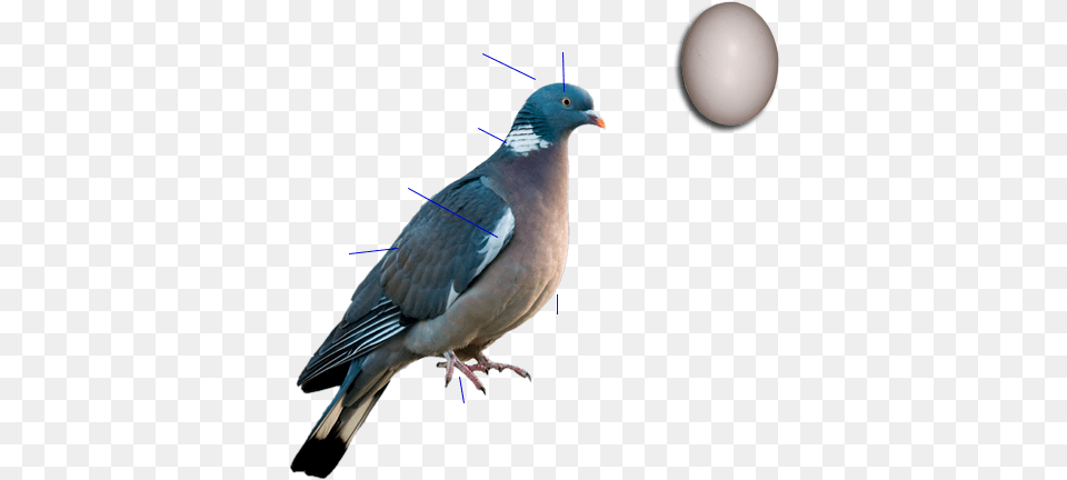 Common Wood Pigeon, Animal, Bird, Dove Png Image