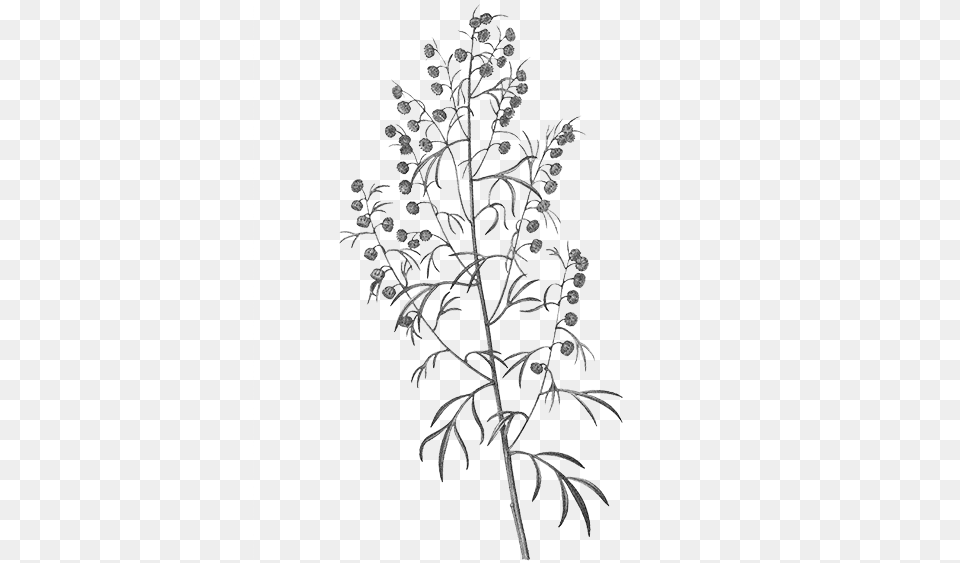 Common Wormwood, Art, Plant, Drawing, Flower Free Transparent Png