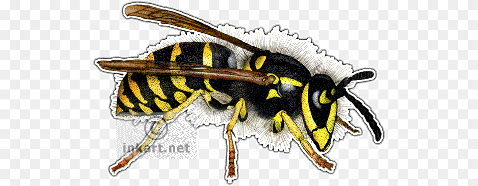 Common Yellowjacket Wasp Decal Common Yellowjacket Wasp Picture Ornament, Animal, Bee, Insect, Invertebrate Free Png Download