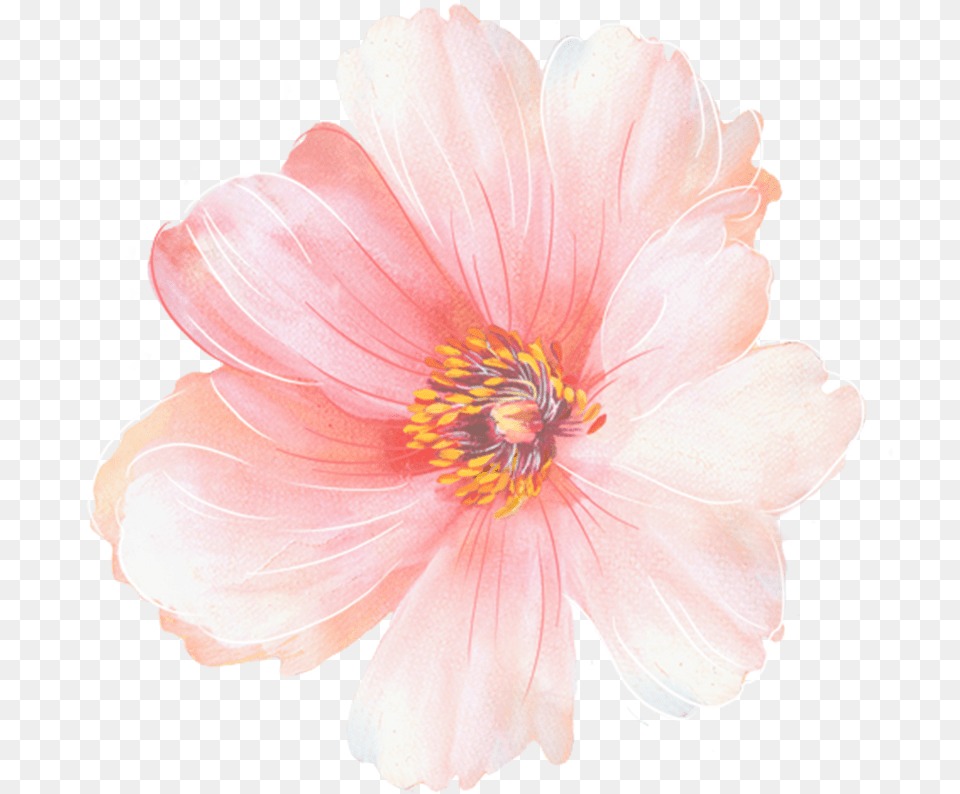 Common Zinnia, Anther, Dahlia, Flower, Petal Png