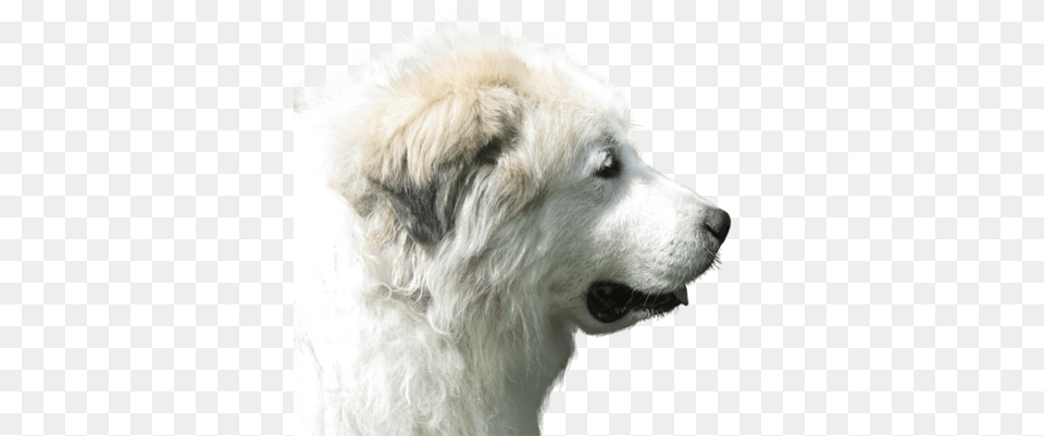 Communicate U0026 Play Dog Training Buffalo New York Pet, Animal, Canine, Mammal, White Dog Free Transparent Png