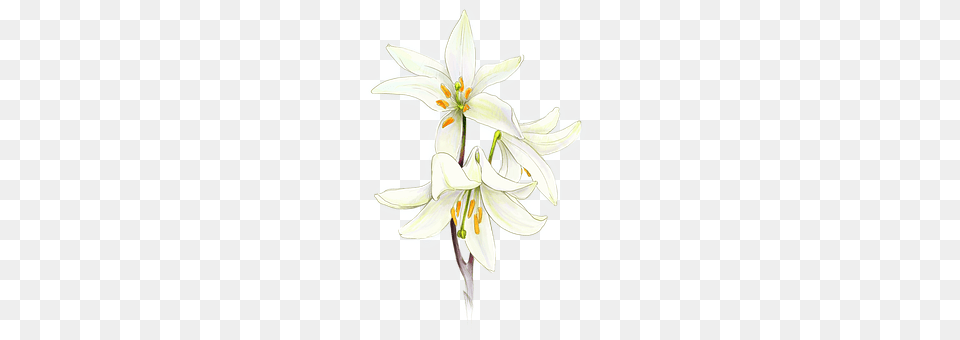 Communion Anther, Flower, Plant, Lily Png Image