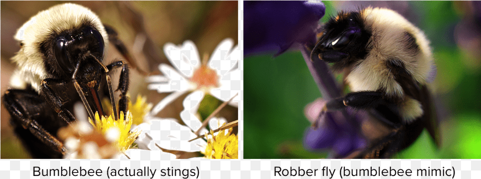 Community Ecology, Animal, Apidae, Bee, Bumblebee Png