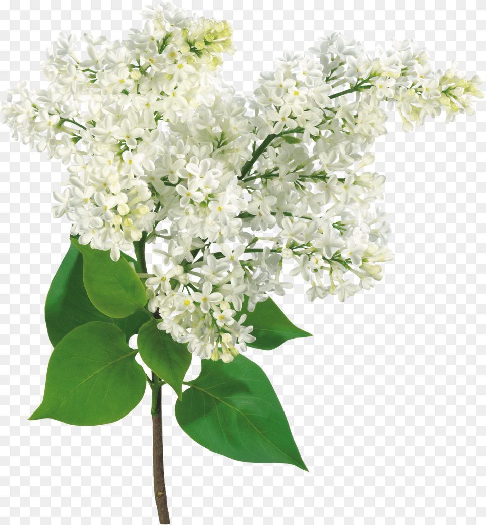 Comn Lila Rama De La Luz Arbusto Mother39s Day Grandma Lilac Flowers Card, Person, Weapon Png Image