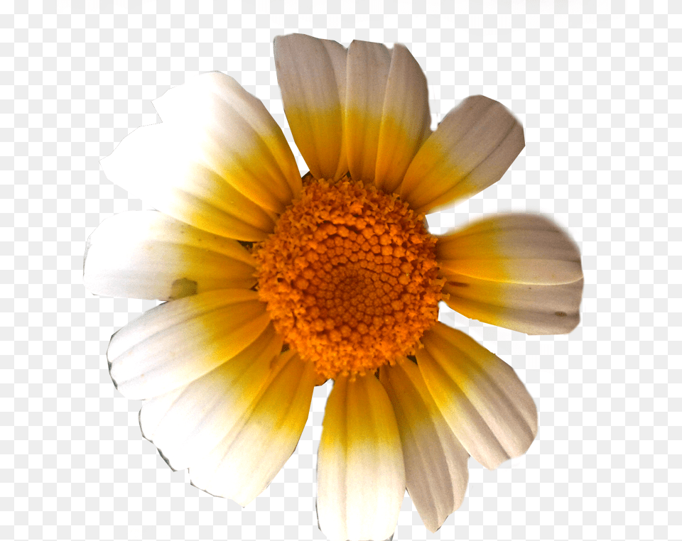 Como Empacar Texturas Portable Network Graphics, Daisy, Flower, Plant, Petal Free Png Download