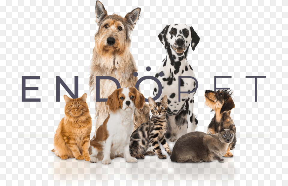 Companion Dog, Animal, Canine, Mammal, Pet Png Image