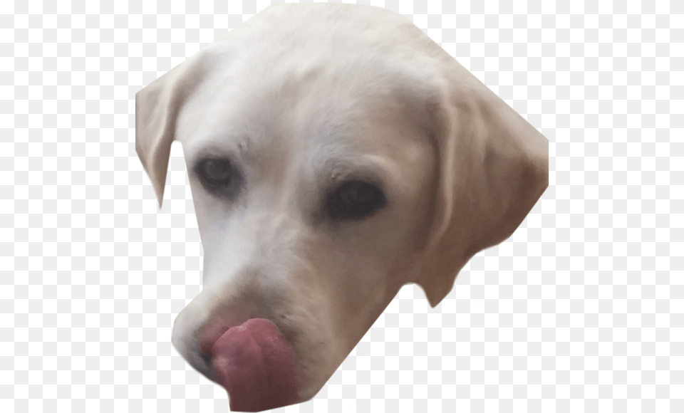 Companion Dog, Animal, Canine, Labrador Retriever, Mammal Png Image