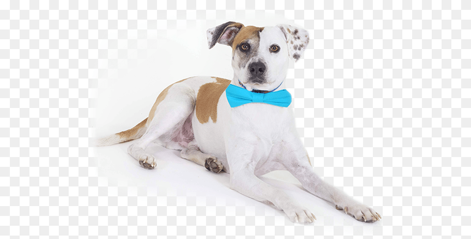 Companion Dog, Accessories, Formal Wear, Tie, Canine Free Transparent Png