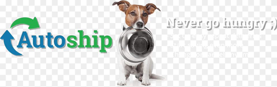 Companion Dog, Animal, Canine, Mammal, Pet Png Image