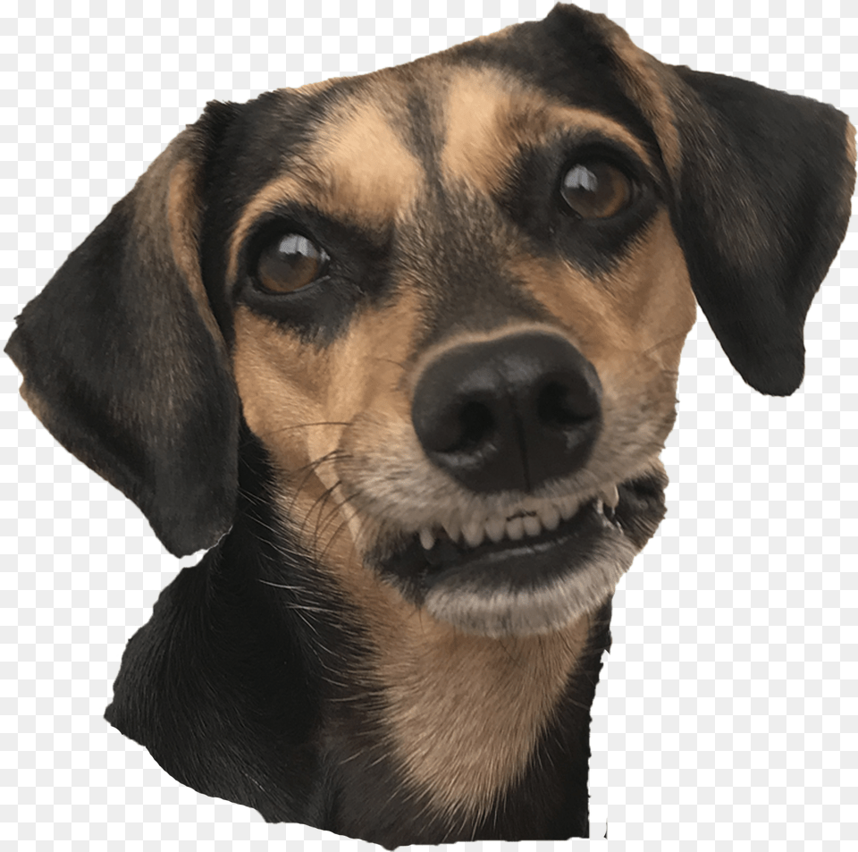 Companion Dog Free Transparent Png