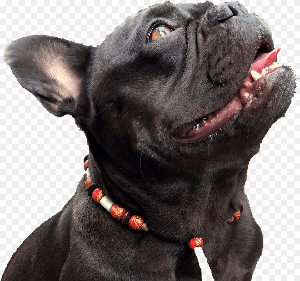 Companion Dog, Animal, Bulldog, Canine, French Bulldog Free Transparent Png