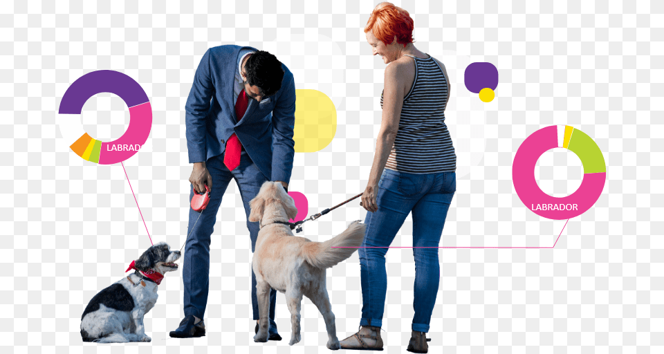 Companion Dog, Accessories, Adult, Strap, Person Png Image