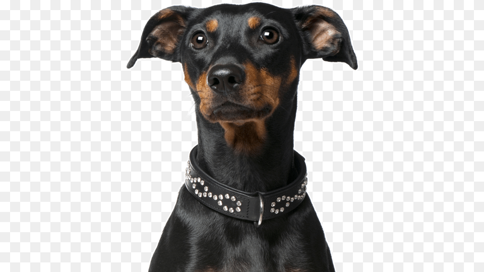 Companion Dog, Accessories, Animal, Canine, Mammal Png