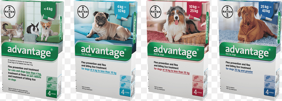 Companion Dog, Advertisement, Poster, Animal, Canine Free Png
