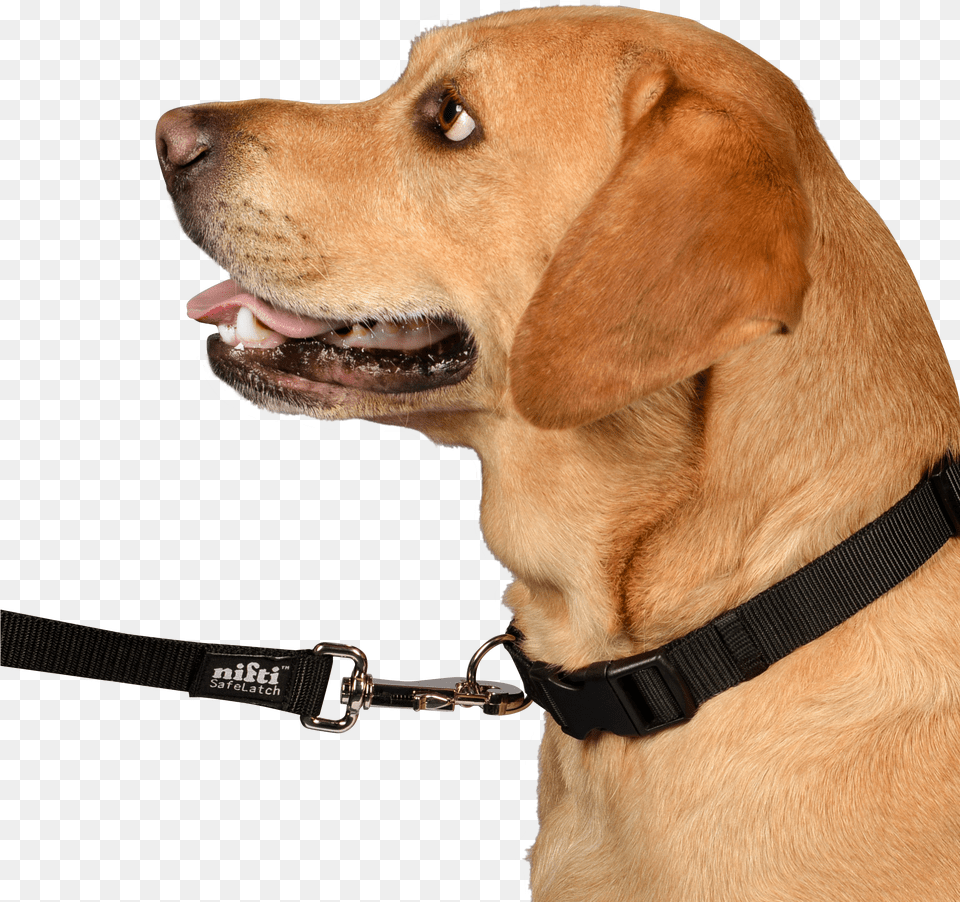 Companion Dog Png Image
