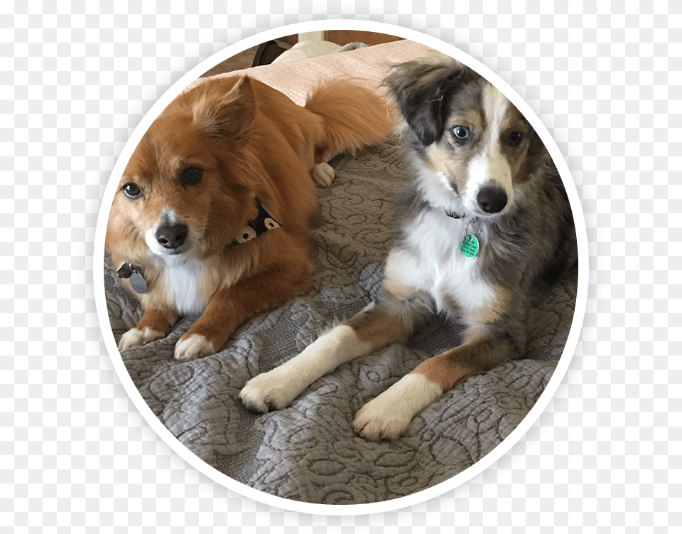 Companion Dog, Animal, Canine, Mammal, Pet Png Image