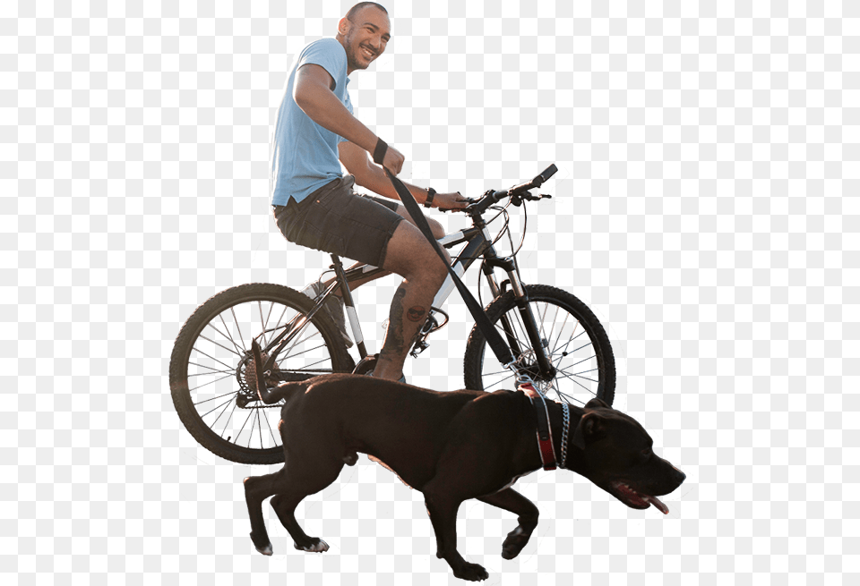 Companion Dog, Adult, Vehicle, Transportation, Spoke Png Image