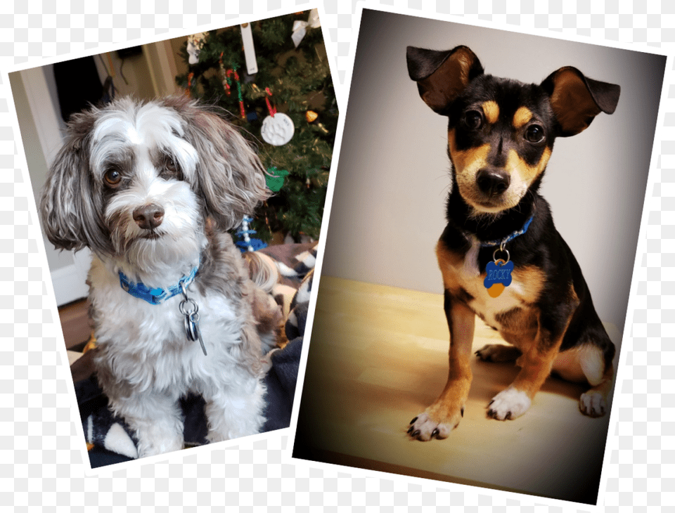 Companion Dog, Animal, Canine, Pet, Mammal Free Png