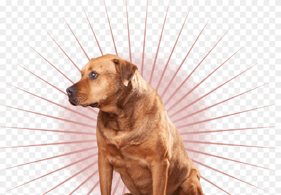 Companion Dog, Animal, Canine, Labrador Retriever, Mammal Free Png