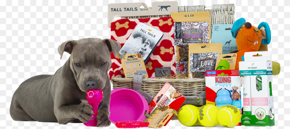 Companion Dog, Ball, Tennis Ball, Tennis, Sport Free Png Download