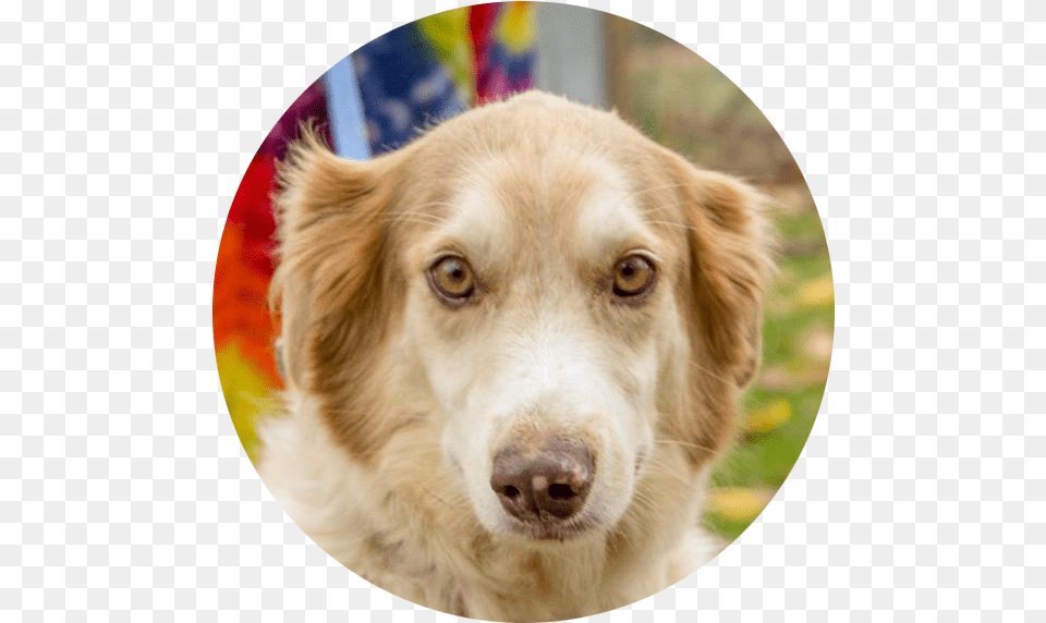Companion Dog, Animal, Canine, Golden Retriever, Mammal Free Png Download