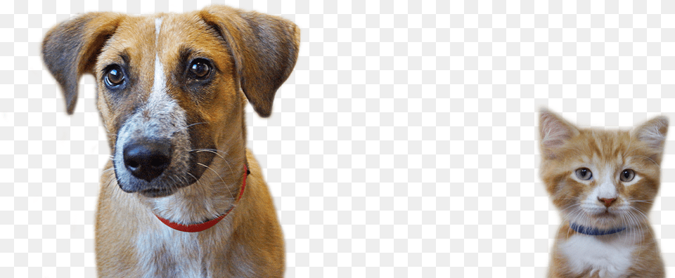 Companion Dog, Animal, Canine, Mammal, Pet Free Transparent Png