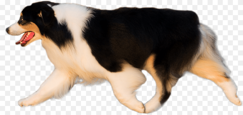 Companion Dog, Animal, Canine, Collie, Mammal Png Image