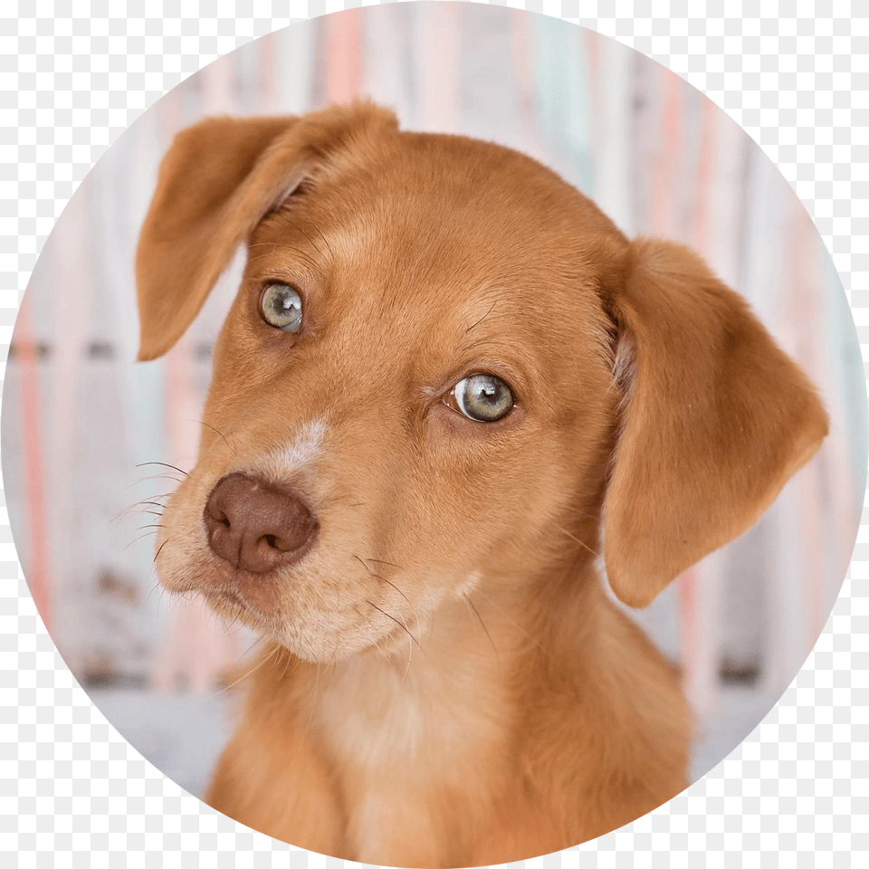 Companion Dog, Photography, Animal, Pet, Mammal Free Transparent Png