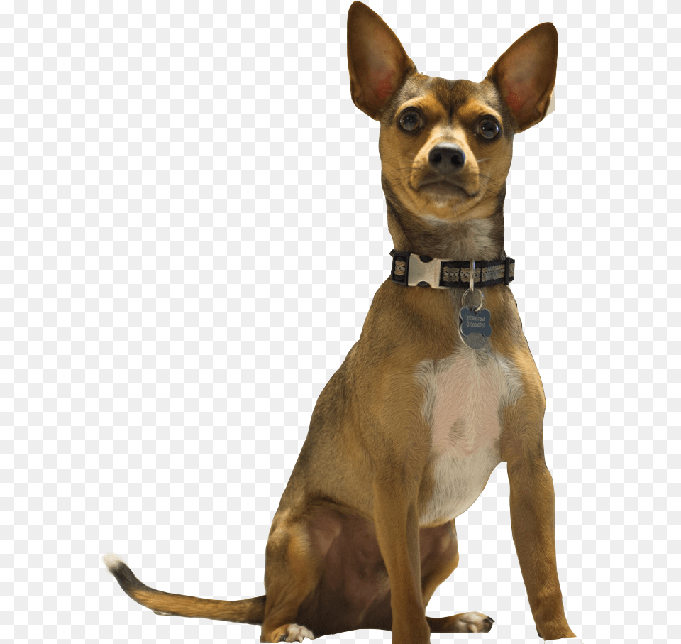 Companion Dog, Animal, Canine, Mammal, Pet Free Transparent Png