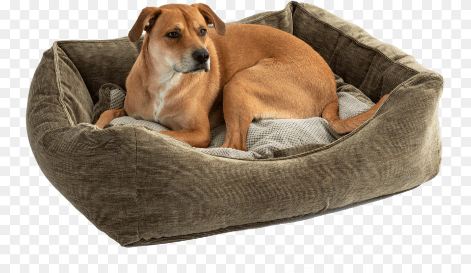 Companion Dog, Animal, Canine, Mammal, Pet Png Image