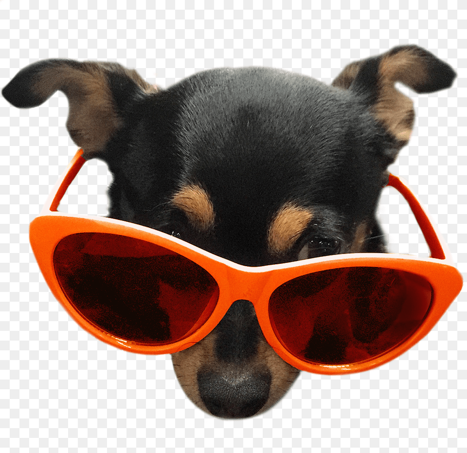 Companion Dog, Accessories, Sunglasses, Glasses, Bear Png Image